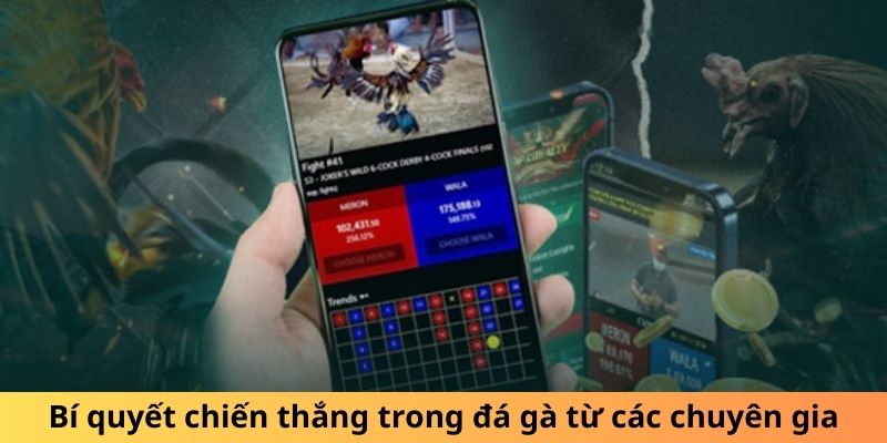 Bí quyết chiến thắng trong đá gà từ các chuyên gia