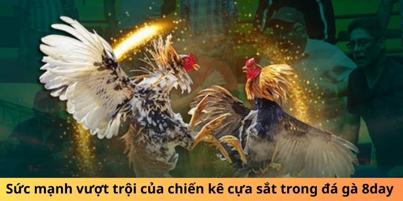 Sức mạnh vượt trội của chiến kê cựa sắt trong đá gà 8DAY 