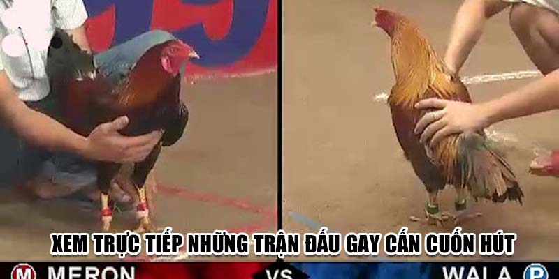 Xem trực tiếp những trận đấu gay cấn cuốn hút